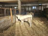 母牛, Charolais cattle — 照片 3