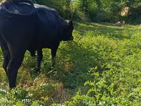 Бух, Улаан хомолтой үхэр — 7 зураг