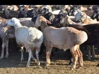 Ram, Sheep — photo 1