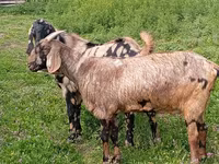 Cabro, Nubian Goat — foto 3