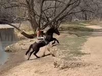 घोड़ा, Mustang — फ़ोटो 8
