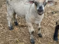 母羊, Sheep — 照片 2