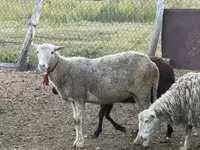 نعجة, Kuibyshev sheep — الصورة 6