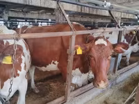 Bulle, Holstein-Rasse — Foto 3