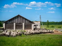 Хуц, Romanov sheep — 3 зураг