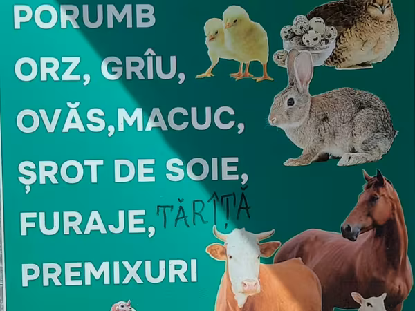 Nutrețuri și cereale,porumb uscat.ne aflăm la Edineț.posibel livrare.