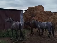 घोड़ा, Horse breed — फ़ोटो 4