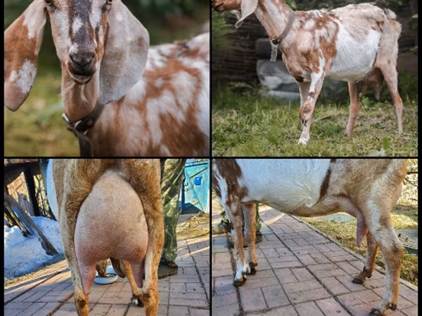 Cabra, Nubian Goat