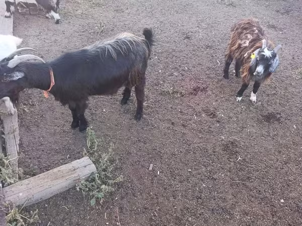 Cabro, Cabras