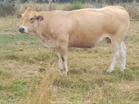 母牛, Cast cow — 照片 7