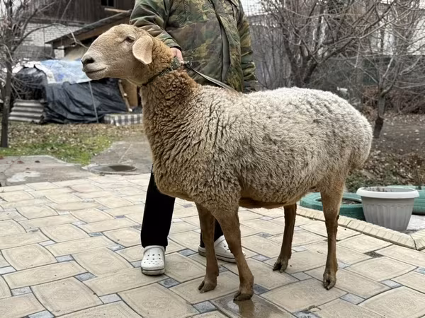 نعجة, Arashan sheep