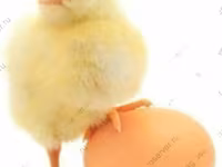 Chickens — 5 зураг