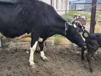 Vaca, Russian Black pied cattle — foto 5