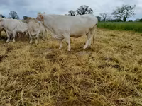 بقرة, Charolais cattle — الصورة 8