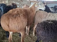 كبش, Arashan sheep — الصورة 3