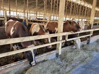 Cow, Simmental cattle — photo 1
