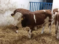 सांड, Simmental cattle — फ़ोटो 1