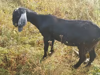 बकरी, Nubian Goat — फ़ोटो 1