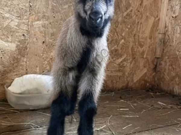 Cabro, Czech Brown Shorthaired goats — Rusia