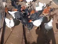 Chickens — photo 5
