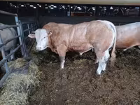 ثور, Blonde d’Aquitane cattle — الصورة 4