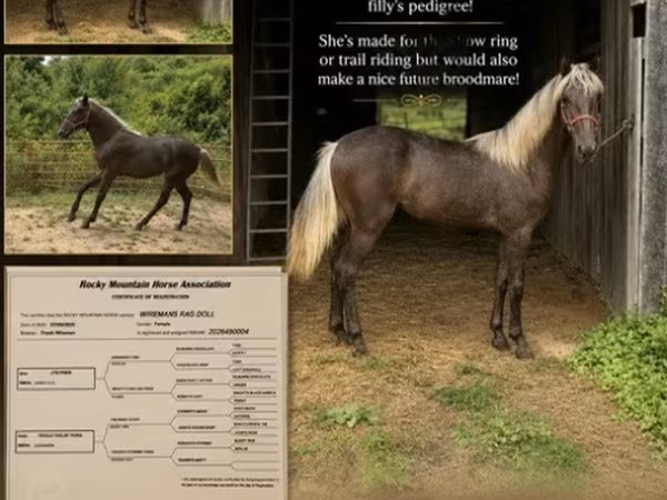 母马, Rocky Mountain Horse