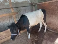 Cow, Cattle — photo 3