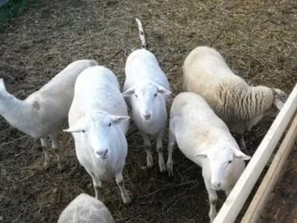 كبش, Katum sheep — روسيا