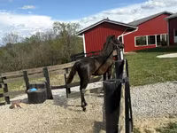公马, Rocky Mountain Horse — 照片 7