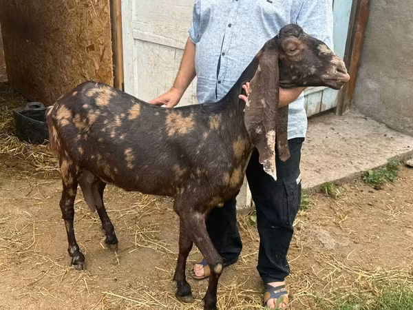 Cabra, Kamori goats