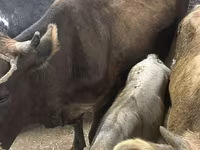 Cow, Ukrainian Brown Dairy Cattle — photo 1