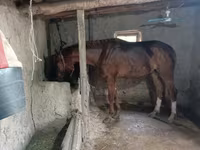 Horse (M), Thoroughbred horse — photo 2