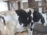 Cow, Swiss cattle — photo 4