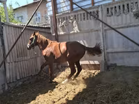 घोड़ा, Arabian horse — फ़ोटो 3