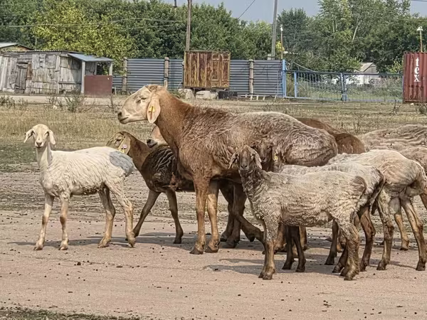 كبش, Hissar sheep