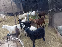 Billy Goat, Pomellata goat — photo 2