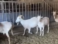 Cabra, Pomellata goat — foto 4