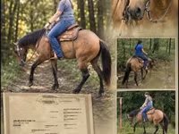 Mare, Quarter Horse — photo 1