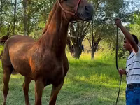 母马, Skyros Pony — 照片 2