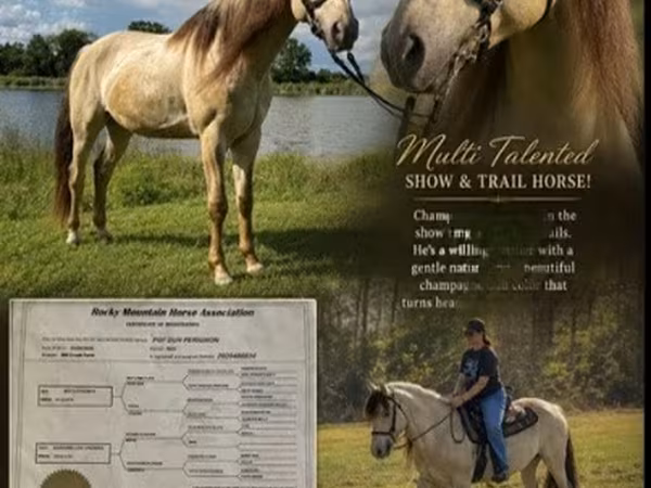 घोड़ा, Rocky Mountain Horse
