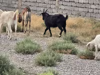 Cabro, Cabras — foto 2