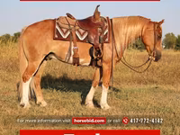 Адуу, Gypsy horse — 1 зураг