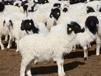 मेढ़ा, Precoce sheep — फ़ोटो 4