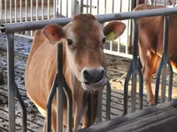 Cow, Holstein breed — photo 1