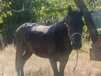 Адуу, French Trotter — 2 зураг