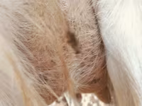 बकरी, Saanen goat — फ़ोटो 1