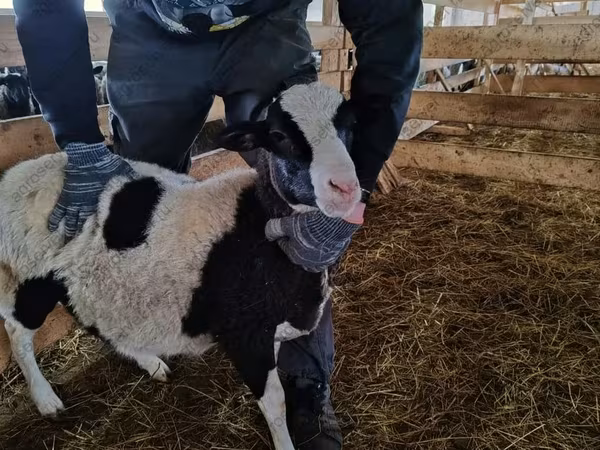 كبش, Baerchuke sheep