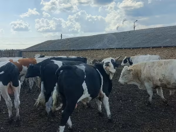Bulle, Russian Black pied cattle