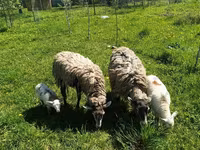 كبش, Katum sheep — الصورة 3