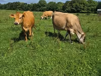 Cow, Jersey breed — photo 2